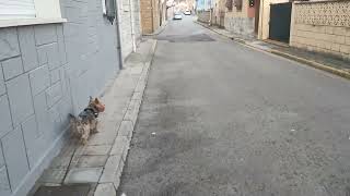 san Juan de la arena . Asturias.. España