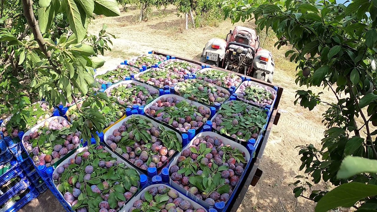 Erik Hasadı Başladı- Nasıl oluyor ?  PREZENTE - FREZE [ GoPro ]