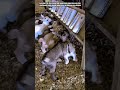 Innovative Goat Feeding System: Precision Bottle Milk Station