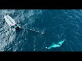 SNEAK PEEK: An incredible journey along the "Humpback Highway" | 60 Minutes Australia