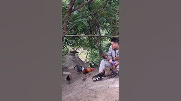 Hlau youtube cho gà rừng gà ta ăn.pub qaib sawv ntxov