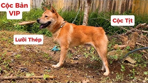 Cá Thể Chó Hmong Cộc Đẹp Nhất Việt Nam Còn Xót Lại Trên Bản | Lưỡi Thép Mõm Hộp Tai Xò | Pet Lửa
