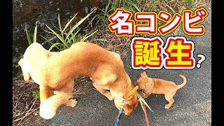 【猟犬】名コンビ、誕生？ #猟犬 #猪猟 #犬 #犬動画 #狩猟