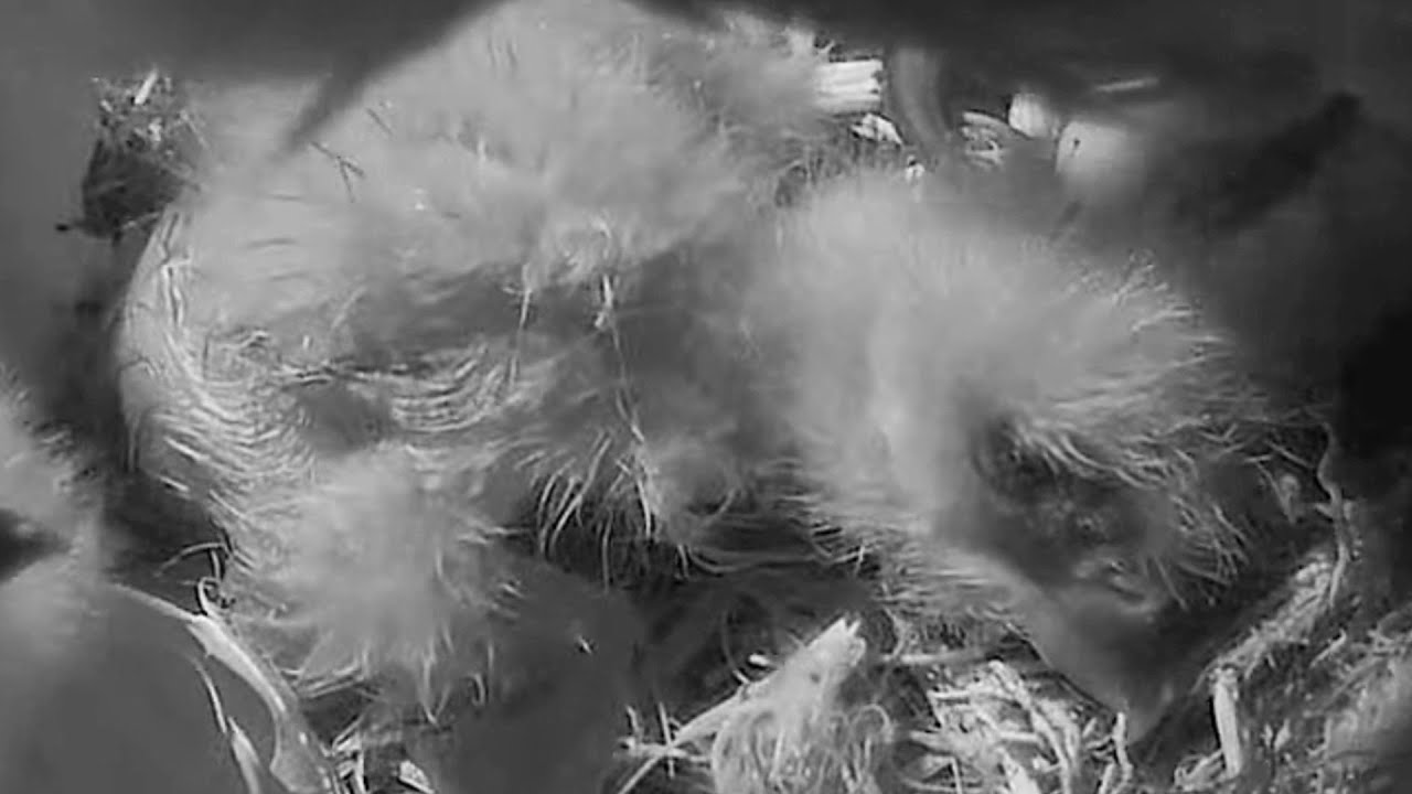 AEF NEFL Eagles Nocturnal Chorus Samson Is Greeting His Little N27 3 Aef nefl eagles nocturnal chorus samson is greeting his little n27 3