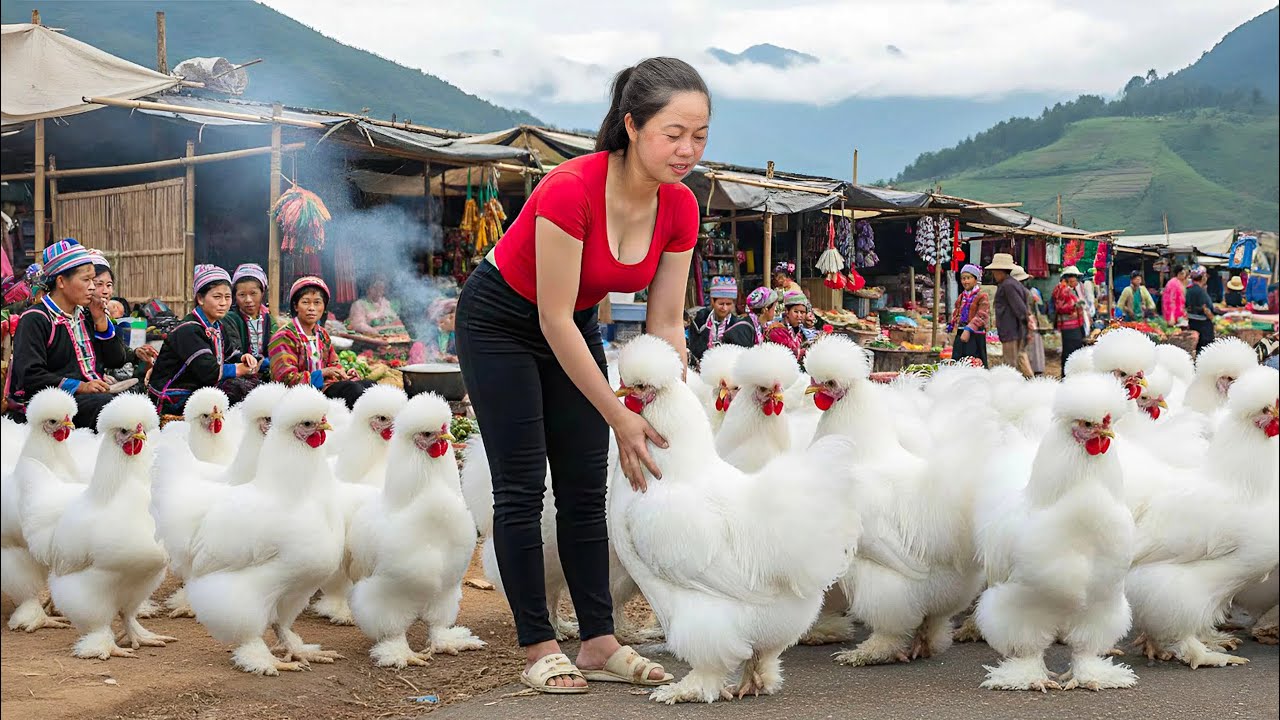 Harvesting Giant Fluffy Chickens & Go to Market Sell | Rare breed of chicken raised in the highlands