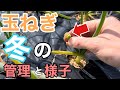 【初心者向け】晩生タマネギ　１月の様子と追肥までの管理　もみじ3号の特徴