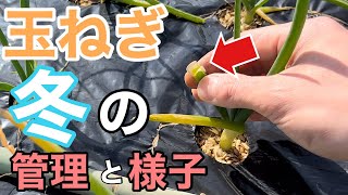 【初心者向け】晩生タマネギ　１月の様子と追肥までの管理　もみじ3号の特徴