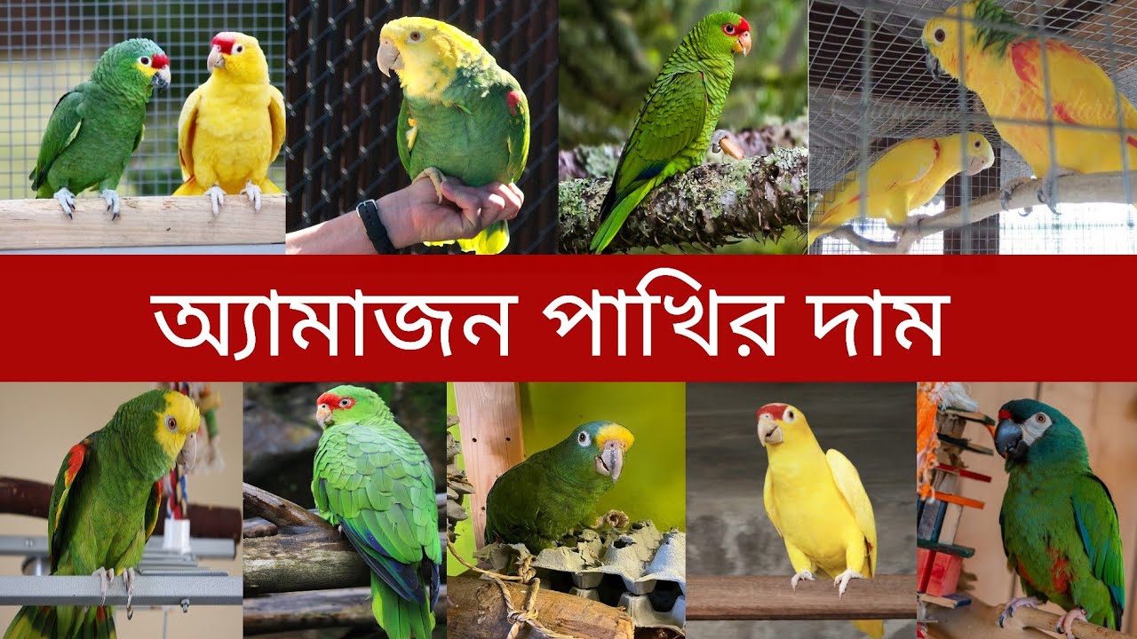 অ্যামাজন তোতা পাখির দাম Amazon Parrot Price In Bangladesh And India