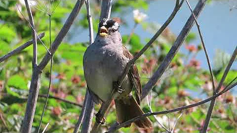 WCSP singing up close