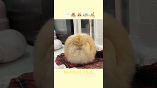 Bunny Bagle Turns Into A Hen