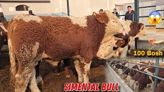 100 Bosh Tozza Simental Buqalar Keldi Faxriddin Aka 