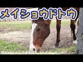 メイショウドトウ『名馬と癒しの時間』2022.4.26