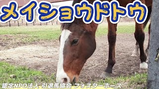 メイショウドトウ『名馬と癒しの時間』2022.4.26