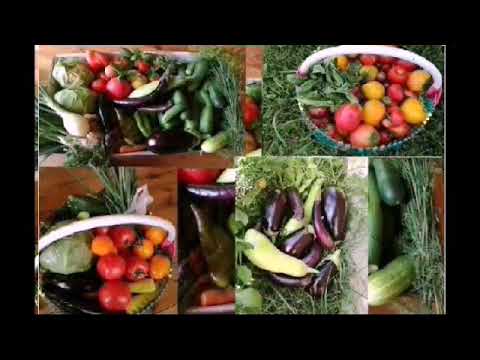 Video: Šparaginių Pupelių Auginimas Ant Palangės