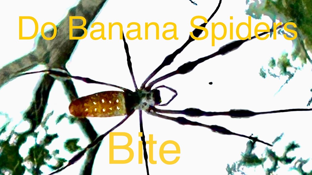 Do Banana Spiders bite ? YouTube
