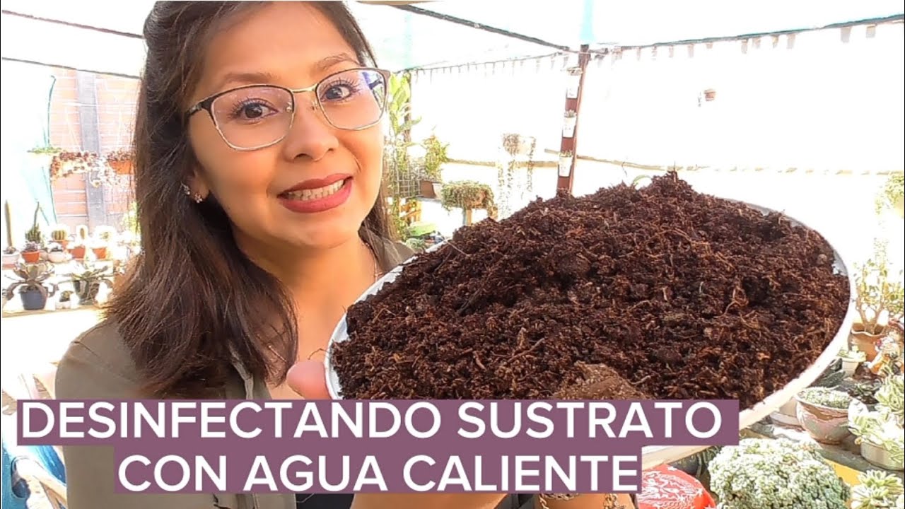 Cómo desinfectar sustrato para suculentas y por qué es importante? | Gris Moreno