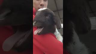 Black Beauty Goat Kid 🖤 So Cute With Owner | Pure Village Love 🐐❤️”