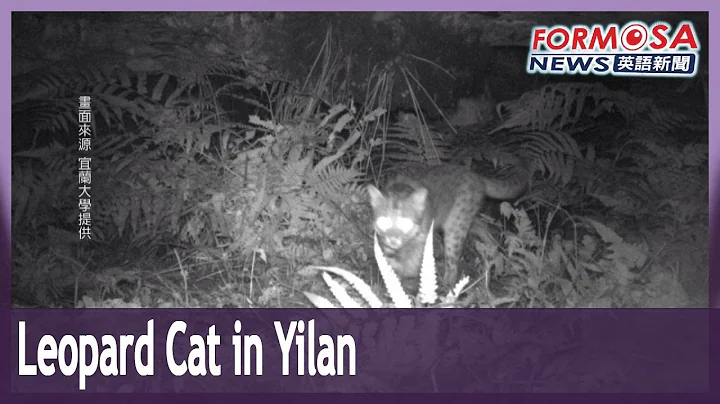 Leopard cat sighting in Yilan sparks celebration and ecologists’ hopes｜Taiwan News - DayDayNews