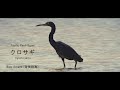 Pacific Reef-Heron - Egretta sacra - クロサギ