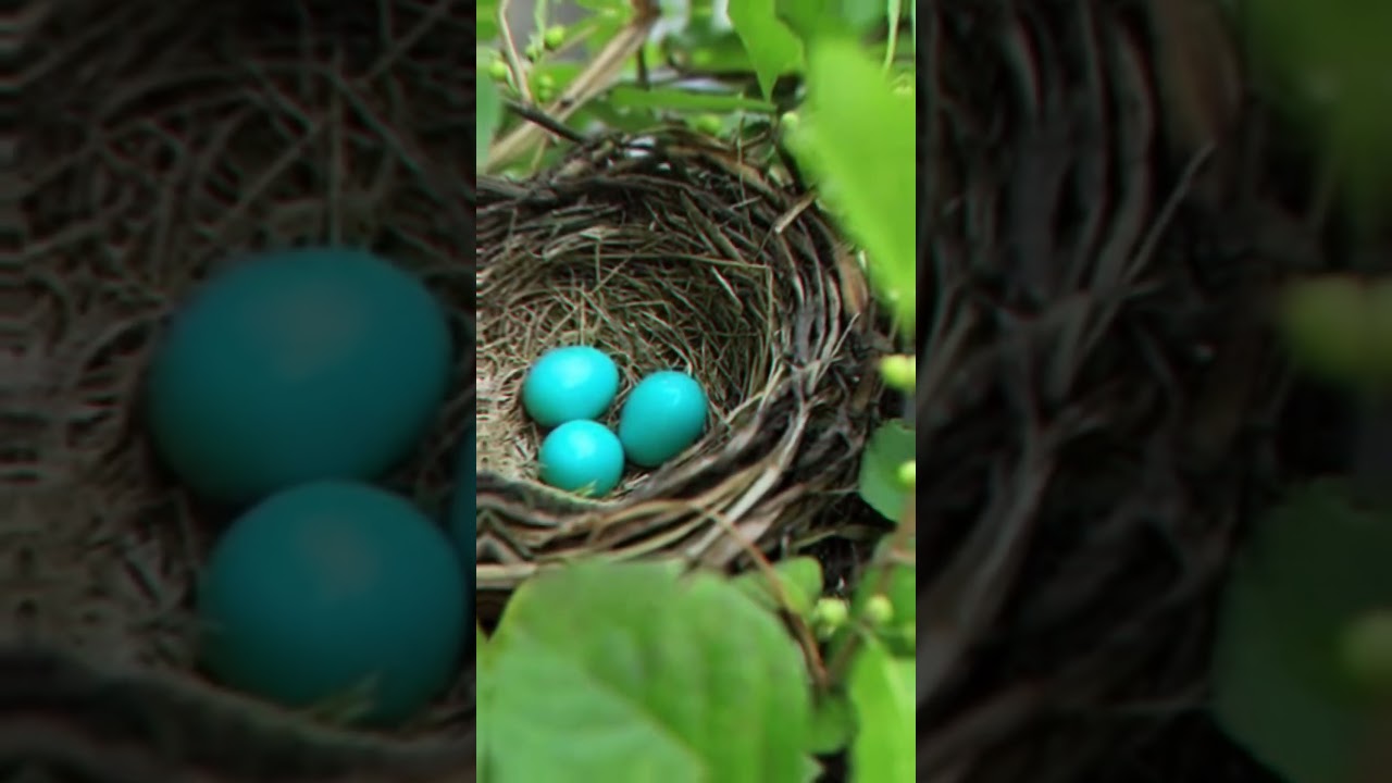 little. bird's🔥❤️ status video.....