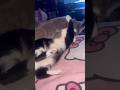 Elan saw pixie and Oreo get active 😂 #shorts #vlog #trending #comedy