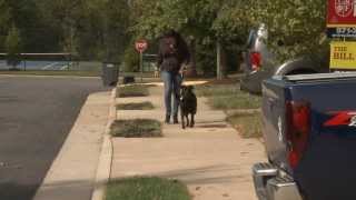 VetsOnCall – Luna's Story