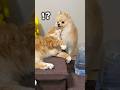 甘えたい犬に、猫さんの可愛い反撃はこちら…🐶🐱
