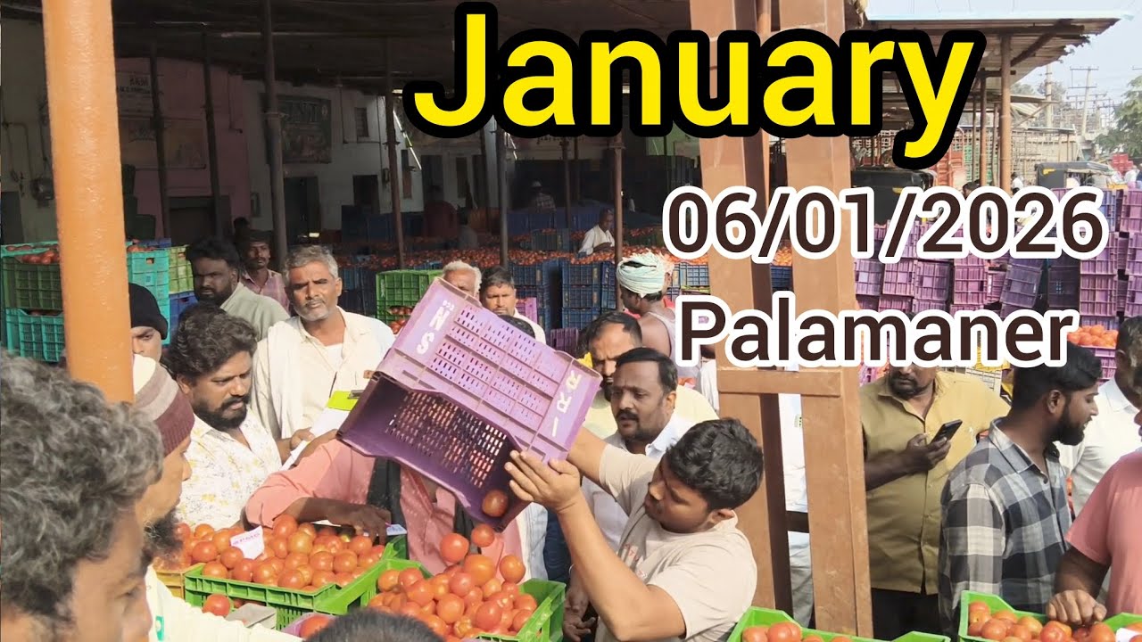 Tomato action live in palamaner vegetable market today / Andhra Pradesh tomato rates 