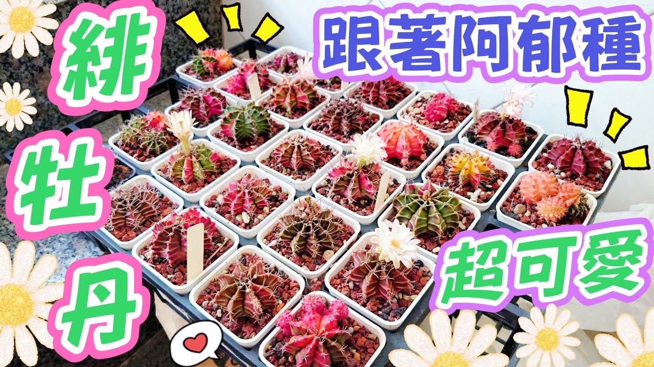 ［跟著阿郁種］緋牡丹換盆#adenium#caudex#agave#succulent#plants#塊根植物#塊根#沙漠玫瑰#多肉植物#多肉#龍舌蘭#植物燈#花園#盆栽#盆景#園藝#花#潮流#仙人掌