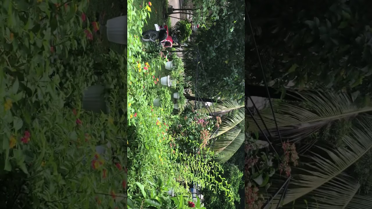 Olive Bird Nature Happiness Music Song Lyrics, Music Videos & Concerts