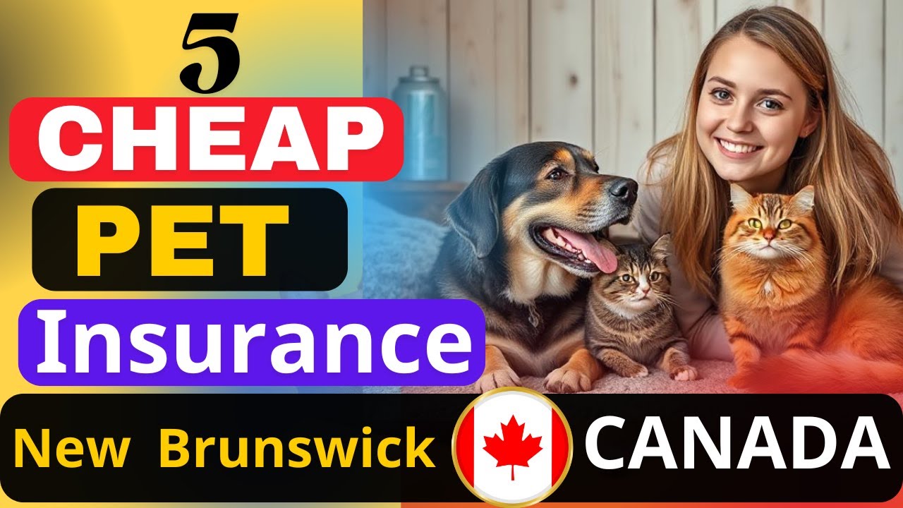 5 Cheapest Pet Insurance Companies in New Brunswick Canada 2025 | Best Affordable Coverage for Pets