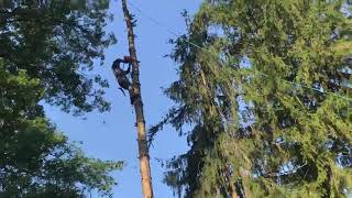 Climbing and Cutting down a Tall Tree in Sections.