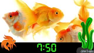 15 Minute Countdown Timer Fish Tank Cute Gold Fish with Relaxing Music