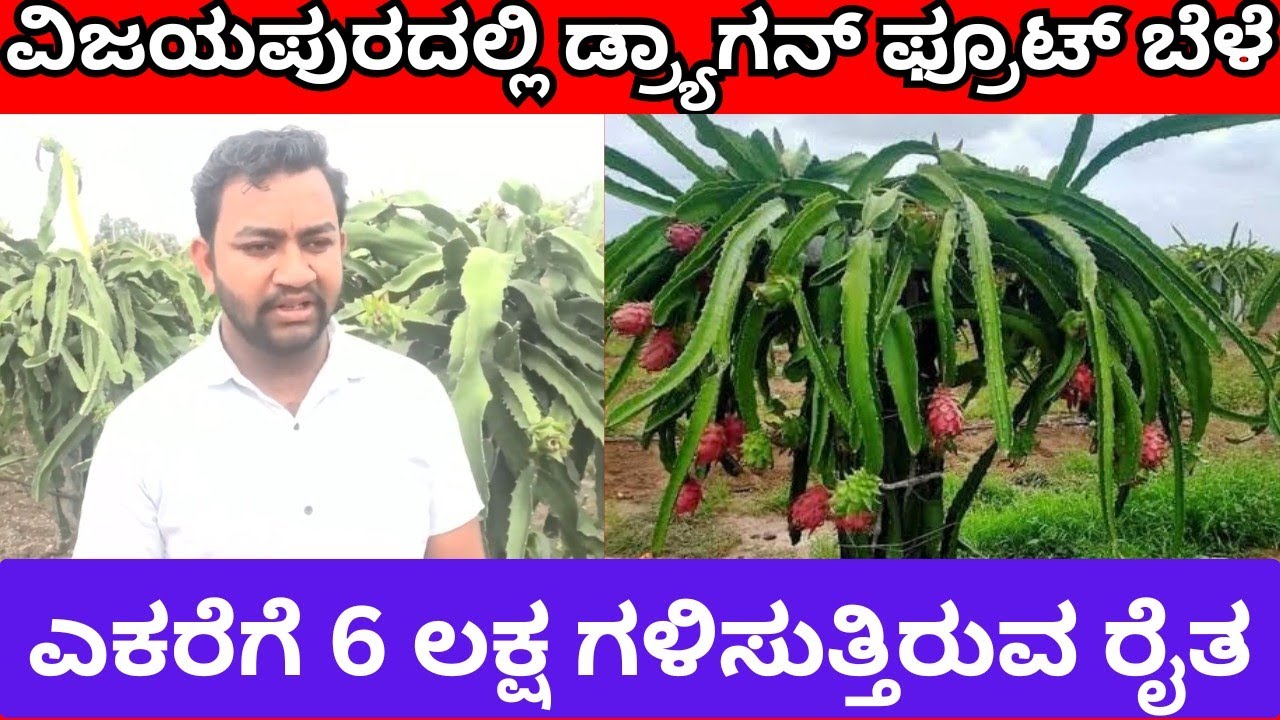 Dragonfruit success story of vijayapura farmer in kannada