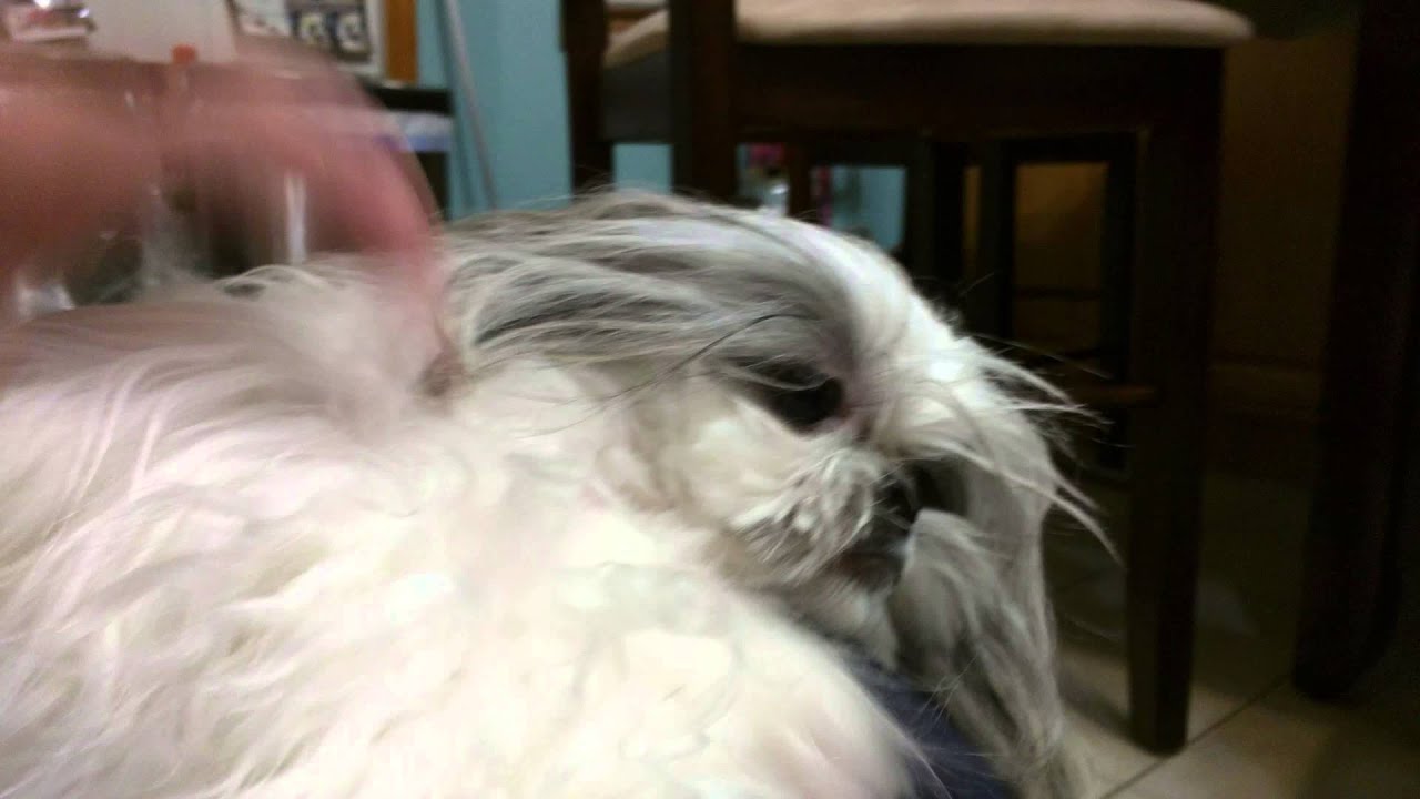 biosilk conditioner for dogs