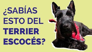 TERRIER ESCOCÉS: Características, cuidados y curiosidades