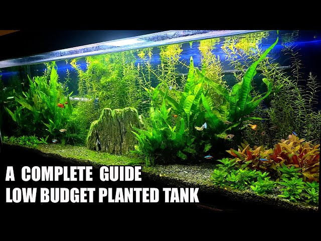 Build Low Tech Planted Tank For Tropical Fish - YouTube