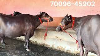 Buffaloes Available For Sale & Also Sold Out For Hyderabad ✈️ Chopta Dairy Farm 70096-45902