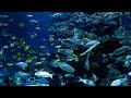 Best Ocean life .  Amazing Underwater Marine Life.