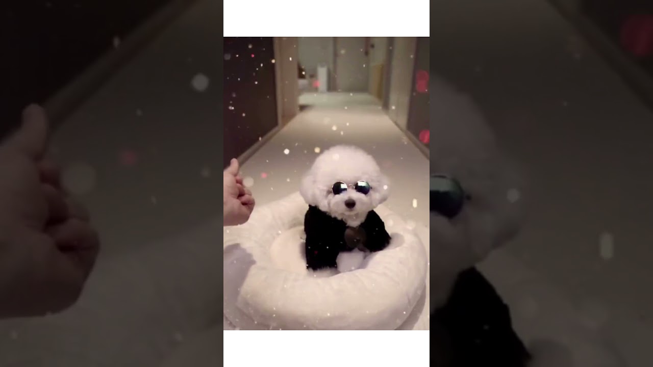 Cool Doggo: How to Rock Sunglasses Like a Boss 