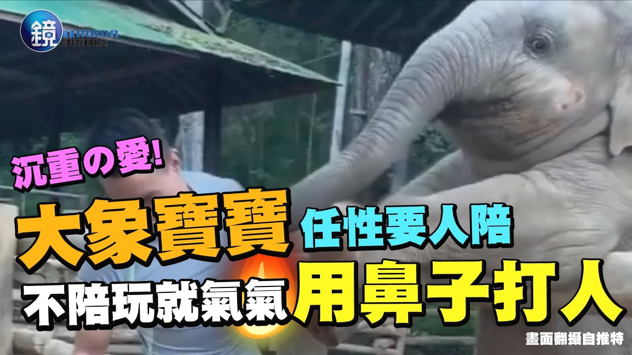 泰國歡慶大象節 象群華麗進場享用兩噸大餐 - 泰國節日 - 國際新聞