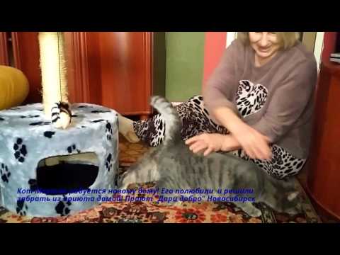 Кот радуется что его забрали домой из приюта | Приют дари добро Новосибирск