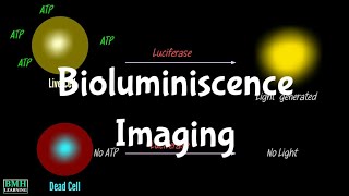 Bioluminescence Imaging | BLI method |