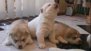 Howling & Talking White Tiger Husky Puppy