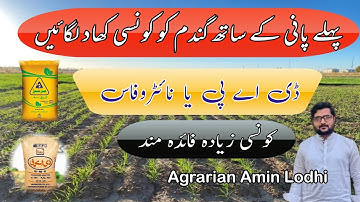 The Best Alternative Fertilizer For DAP in Wheat Crop at First Irrigation | Nitrophos use in wheat