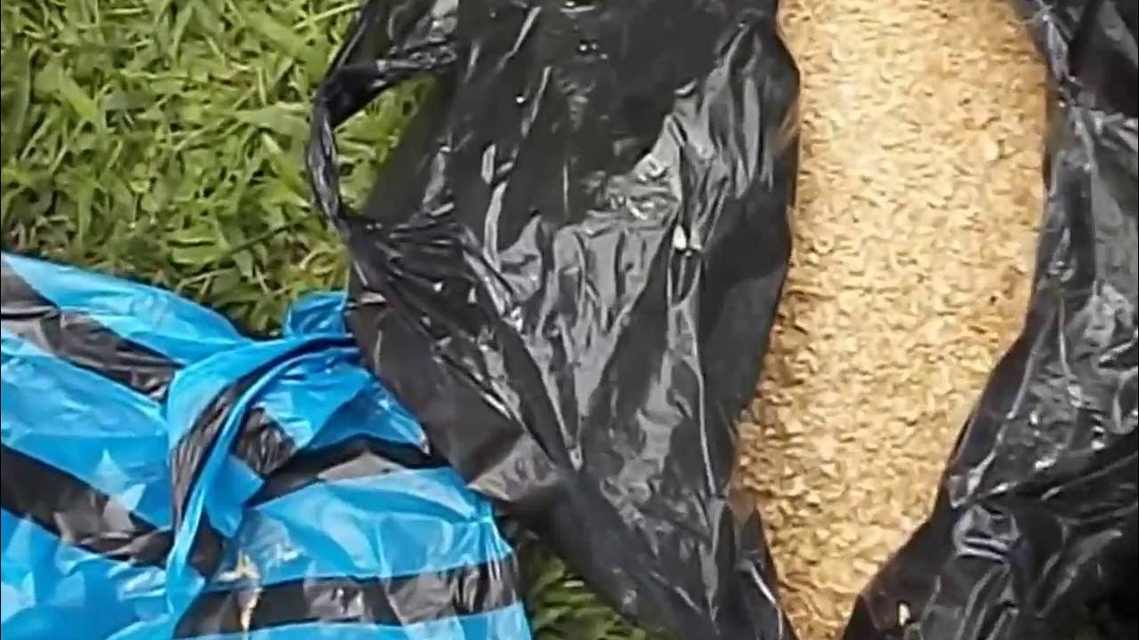 Making catfish feed at home 3 YouTube