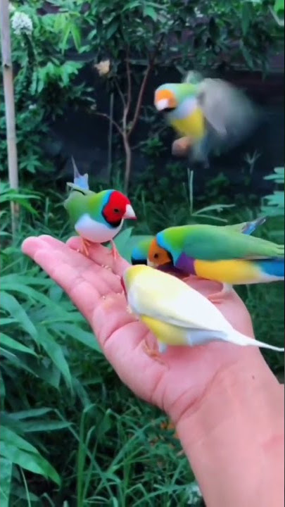 ini namanya Burung Pipit Finch atau Finch Emprit