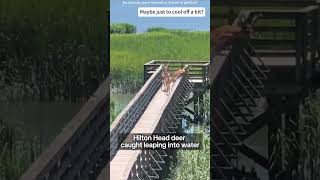 I don’t know 🦌 #funny #animals #deer #foryou #wildlife #cute