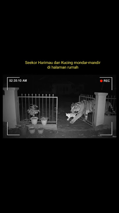 Seekor Harimau dan kucing tampak mondar mandir di halaman. #ai #veo3 #harimau #kucing #cctv #shorts