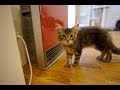 【メインクーン】冬目前：猫の安全対策【ファンヒーターガード】